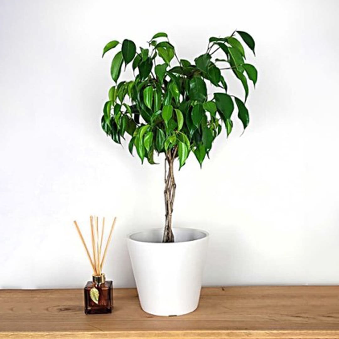 blog-image