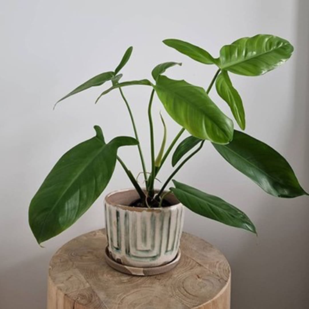 blog-image